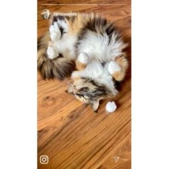 Kater Kasimir Premium Katzenminze, 60g Vorratspack (getrocknet, Geschnitten Und Gesiebt) -Katzenbedarfs geschäft 0a8ae32e60664223a1beefc94e9ac56208606b87 1408153 de DE adc4a873272fd6b5f96f57d3a5134693bfc5f272qXbFbT