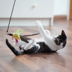 Schlitzohr Katzenangel Federanhänger 5x -Katzenbedarfs geschäft 11ed2d225658009b8abd2f7334a71527c7d32c64 1484675 de DE 2194cc6dae193c9b0d821763f83834cddf74faa5Q2fI5o