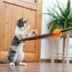 Schlitzohr Federwedel Birdy 3er Pack 18 Schlitzohr Federwedel Birdy 3er Pack -Katzenbedarfs geschäft 2e08cedc855b4fe4d22372cc22f48cef3188be3c 1659562 de DE 4a8ba2ccf79071630769db1080a8b14fba93fcb3EKX8X8