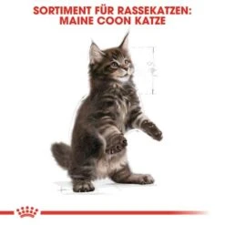 ROYAL CANIN Maine Coon Kitten 4 Kg 13 ROYAL CANIN Maine Coon Kitten 4 Kg -Katzenbedarfs geschäft 5363adbcd5720069c9dee834c28d247ed6c58d7d 78d41fa69f58c3708158103686f8d71d73464eed