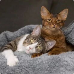 SELECT GOLD Urinary Adult Geflügel & Reis 2,5 Kg -Katzenbedarfs geschäft 536de371626fbac7381fe51ce63607aedfae0cd8 1099803 de DE 4 Select Gold Cat 12