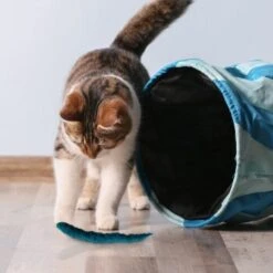 Kater Kasimir 3 Handgerollte Filzwürmchen Aus Schurwolle + 1 Mini-Flasche Katzenminze-Spray -Katzenbedarfs geschäft 628f7d1d4ec1f70990cd24d861db16d7b447278c 1409266 de DE e1034005335ef5de37662c8ab367f77b33e0f5830ItxtL