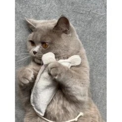 Kater Kasimir Premium Paket Mit 7 Beliebten Katzenspielzeugen Aus Naturmaterial -Katzenbedarfs geschäft 69d850d83d44dd51ee163b4ce9871d685e5144a3 1408152 de DE 5e0e2fa341f3b7f13618444c260f3bc5df86140eIfTKHQ