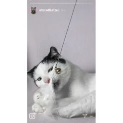 Kater Kasimir Premium Katzenangel Mit 4 Handgemachten Anhängern Aus Naturmaterial -Katzenbedarfs geschäft 770b4a4773ed49d435287f5ac0f03f94a117604e 1408150 de DE d77919138410a09ab67416f25ec15e6664e9d2ac4JZFQJ