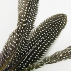 Schlitzohr Katzenangel Federanhänger 5x -Katzenbedarfs geschäft 93b8e0c984d323f24d455bf8e74e2dbacef5703e 1484675 de DE 7b80f213f44ebcad765dbdebc25bf2d2f0177dbd64kHU2