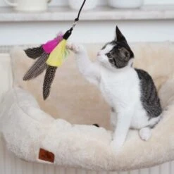 Schlitzohr Katzenangel Federanhänger 5x -Katzenbedarfs geschäft ac968f3e92fea38def92e5a7524fa7085dc78563 1484675 de DE ddb20d567bfb55f49958028f07ad50186cd87523xUAnfc