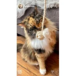 Kater Kasimir Deluxe Set Mit 9 Beliebten Katzenspielzeugen Aus Naturmaterial Und Handgemachtem CATMOM Armband -Katzenbedarfs geschäft b933584b7dcd56603dddd340f05442bfffc43e18 1408141 de DE 8e1afbeea10c4c53b2e3c89a347993a00031803ayqowzr