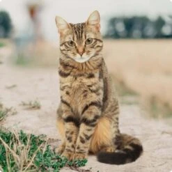 REAL NATURE Classic Kittenpaket 6x400g 9 REAL NATURE Classic Kittenpaket 6x400g -Katzenbedarfs geschäft bc56b458619aa86240780c2f64ff928db9b8da6b 1246887 de DE Real Nature Original Cat Bild