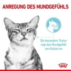 ROYAL CANIN SENSORY Feel In Soße Für Wählerische Katzen 12x85g -Katzenbedarfs geschäft c128f8c89bd7181f0c4af05f4deed48189289603 26121dc7cea8560a4abd2f51cb00aaa0221beb85
