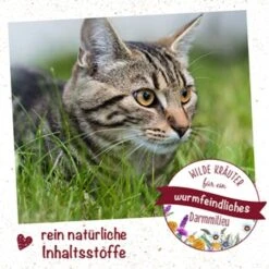 FeliTATZ WK-Mix 25g 25 G -Katzenbedarfs geschäft c8048eb0e0b89a2d9910619e796d580b48c1f8ad 1478264 de DE 9e9627c51411a5ca8a1f30df1311afd1b969f5d6a6EVHy
