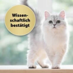 Felisept Home Comfort Nachfüller 45ml -Katzenbedarfs geschäft caf8bdd319326ad4f481de1e79b9c99dd7d55926 1667496 3