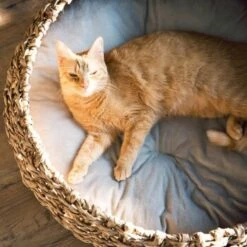 District 70 COCOON Natural M -Katzenbedarfs geschäft d1bca9000c27271741682ed9d9947040fa216679 010fccd4edaf289528235b12a94f95e756b71b5e