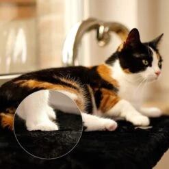 Lionto Katzenliege Für Fensterbank Schwarz 8 Lionto Katzenliege Für Fensterbank Schwarz -Katzenbedarfs geschäft d381822ef5a95c89b1fff706447b9d97f29f0c7f 1665905 de DE 5457dd2248cdfada4018574e89708e1db05800ecjUEbgx