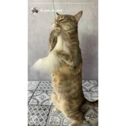 Kater Kasimir Premium Katzenangel Mit 4 Handgemachten Anhängern Aus Naturmaterial -Katzenbedarfs geschäft f5a0947d639de966c4125c979f26b15c23b5fa95 1408150 de DE aa9d1c169f7ec9191367c416c4b64e9770f966aeO7Adip